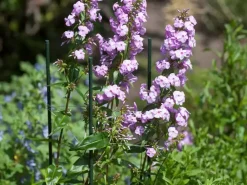 Nature Plantenstok kunststof 210 cm d16mm