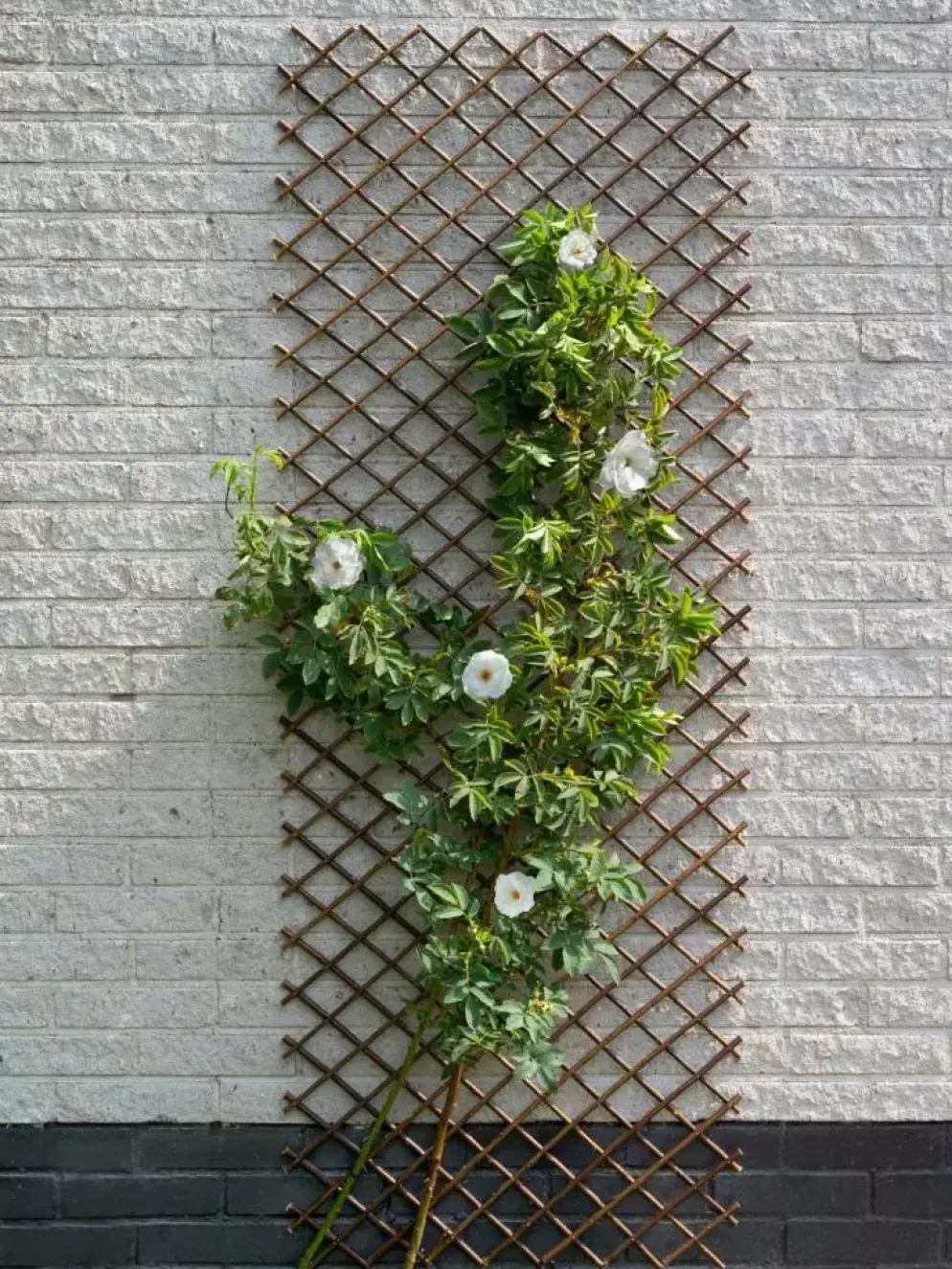 Nature Wilgenklimrek 30x180 cm