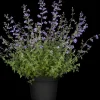 Nepeta faass. 'Walkers Low' (Kattekruid)