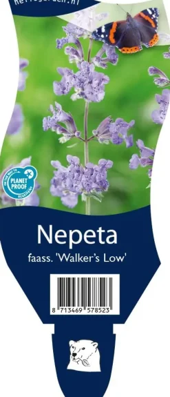 Nepeta faass. 'Walkers Low' (Kattekruid)