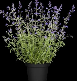 Nepeta x faassenii 'Walker´s Low' (Kattenkruid 'Walker´s Low')