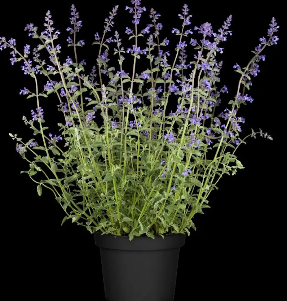 Nepeta x faassenii 'Walker´s Low' (Kattenkruid 'Walker´s Low')