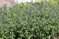 Nepeta x faassenii 'Walker´s Low' (Kattenkruid 'Walker´s Low')