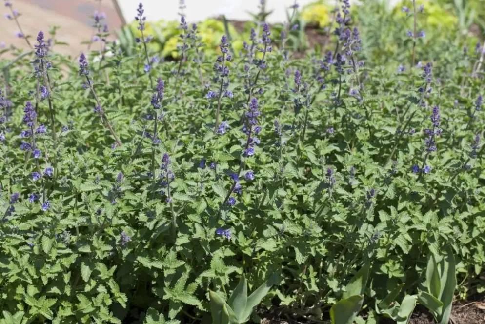 Nepeta x faassenii 'Walker´s Low' (Kattenkruid 'Walker´s Low')