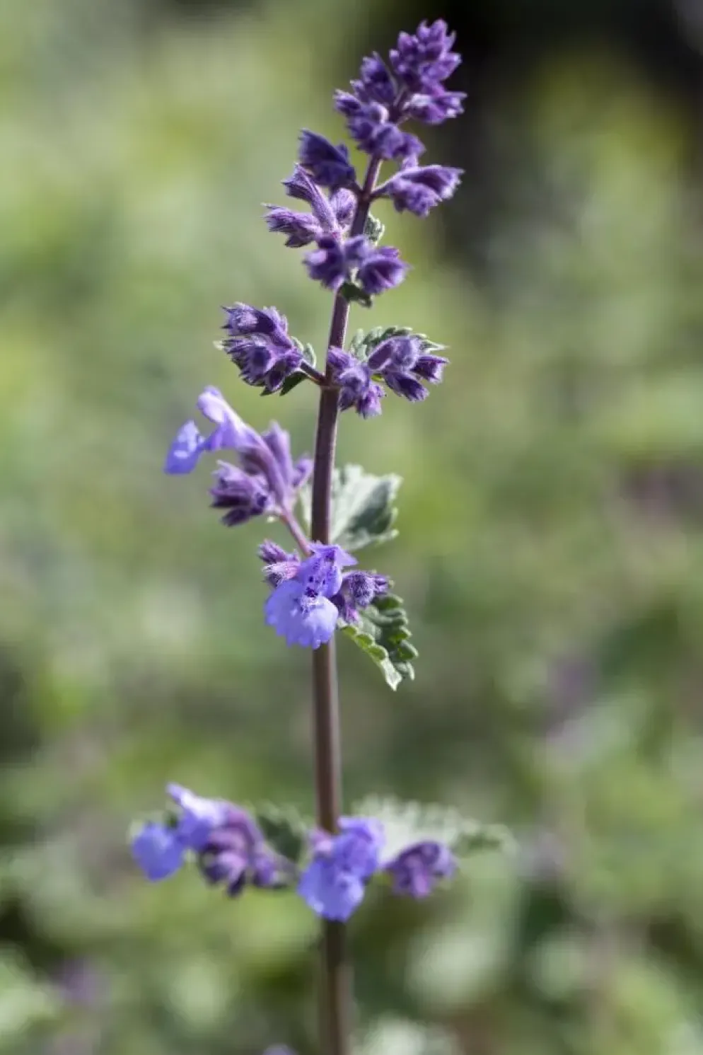 Nepeta x faassenii 'Walker´s Low' (Kattenkruid 'Walker´s Low')