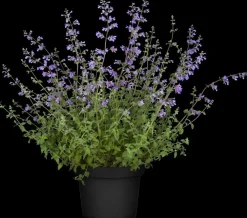 Nepeta x faassenii 'Walker´s Low' (Kattenkruid 'Walker´s Low')