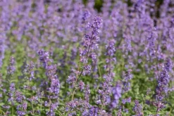 Nepeta x faassenii 'Walker´s Low' (Kattenkruid 'Walker´s Low')