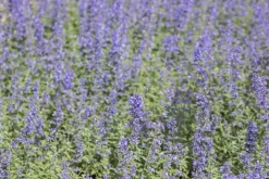 Nepeta x faassenii 'Walker´s Low' (Kattenkruid 'Walker´s Low')
