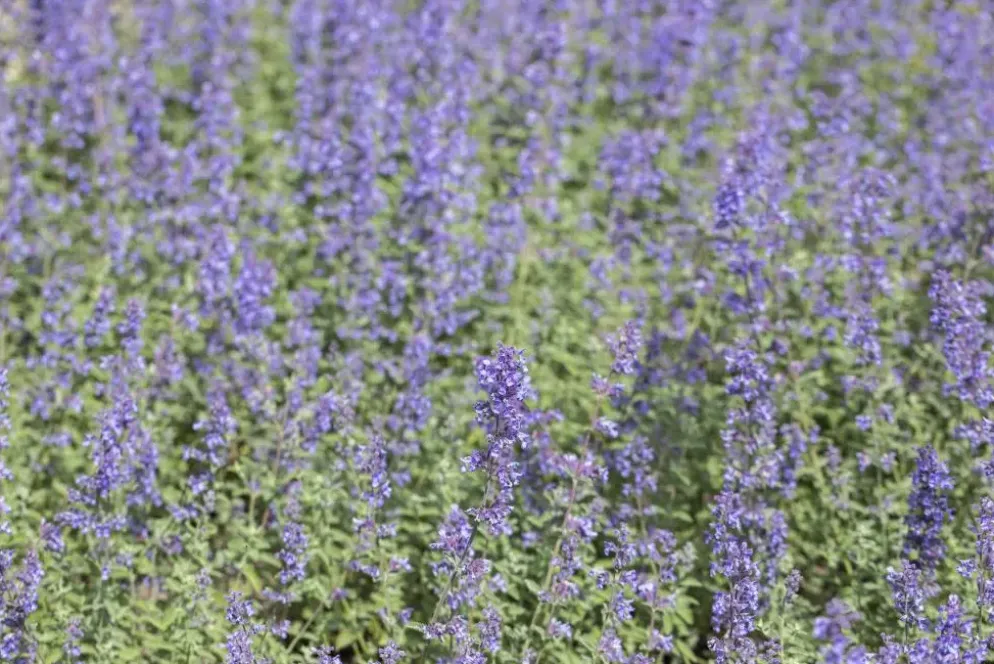 Nepeta x faassenii 'Walker´s Low' (Kattenkruid 'Walker´s Low')