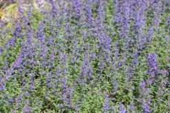 Nepeta x faassenii 'Walker´s Low' (Kattenkruid 'Walker´s Low')