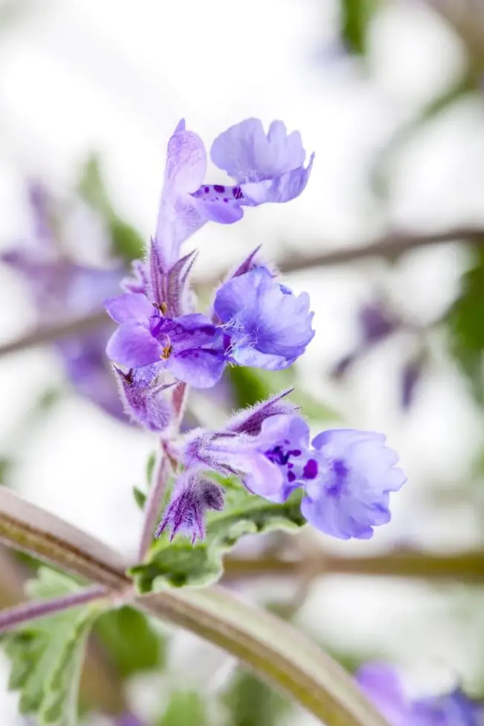 Nepeta x faassenii 'Walker´s Low' (Kattenkruid 'Walker´s Low')