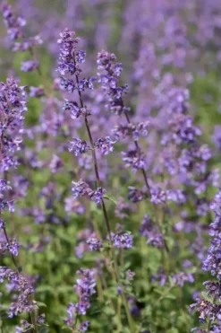 Nepeta x faassenii 'Walker´s Low' (Kattenkruid 'Walker´s Low')