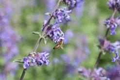 Nepeta x faassenii 'Walker´s Low' (Kattenkruid 'Walker´s Low')