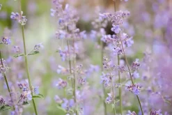 Nepeta x faassenii 'Walker´s Low' (Kattenkruid 'Walker´s Low')