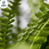 Nephrolepis cordifolia 'Duffi' (Krulvaren) 35cm
