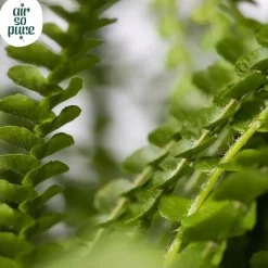 Nephrolepis cordifolia 'Duffi' (Krulvaren) 35cm