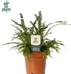 Nephrolepis cordifolia 'Duffi' (Krulvaren) 35cm