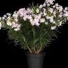 Nerium oleander (Oleander)