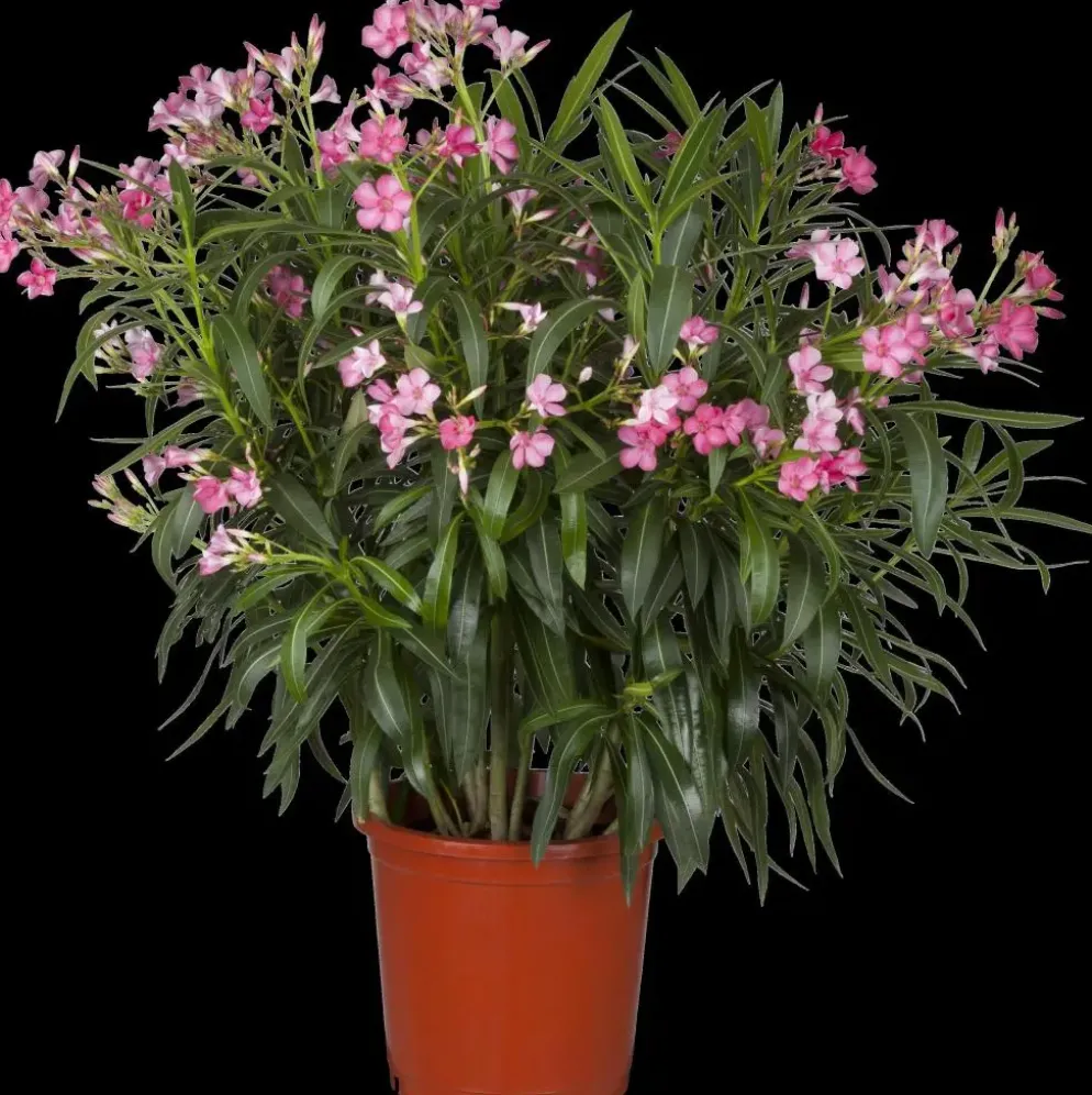 Nerium oleander (Oleander)