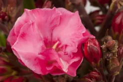 Nerium oleander (Oleander)