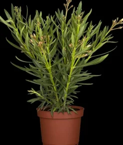 Nerium oleander (Oleander)