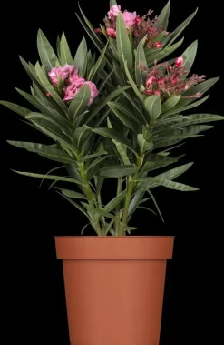 Nerium oleander (Oleander)