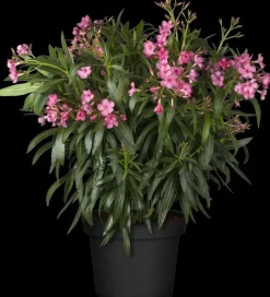 Nerium oleander (Oleander)