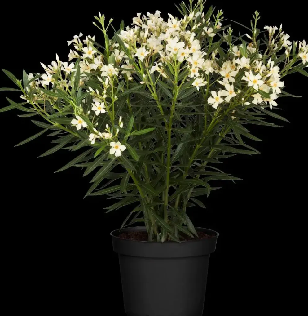 Nerium oleander (Oleander)