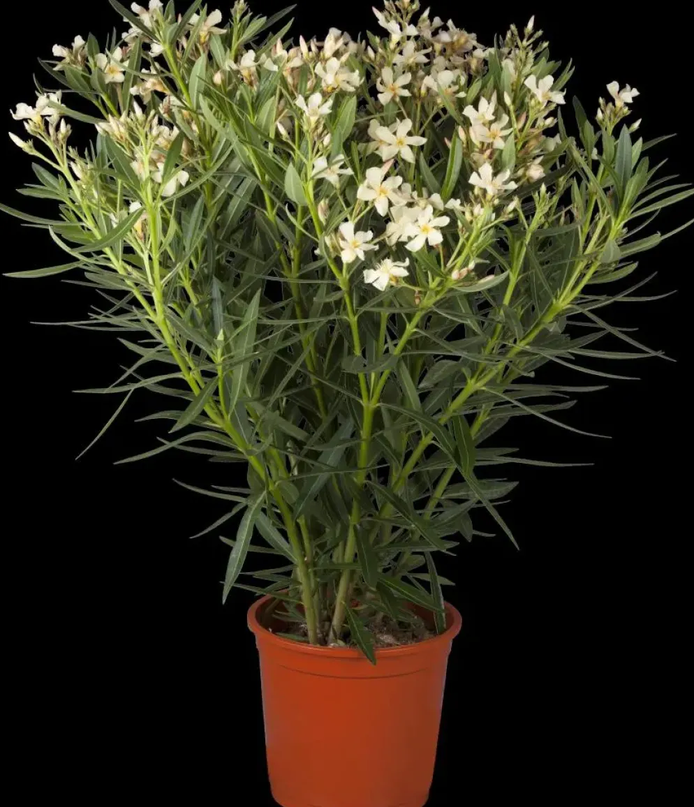 Nerium oleander (Oleander)