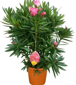 Nerium oleander (Oleander)