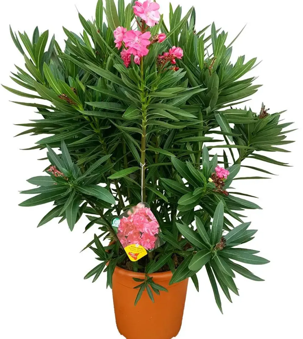 Nerium oleander (Oleander)
