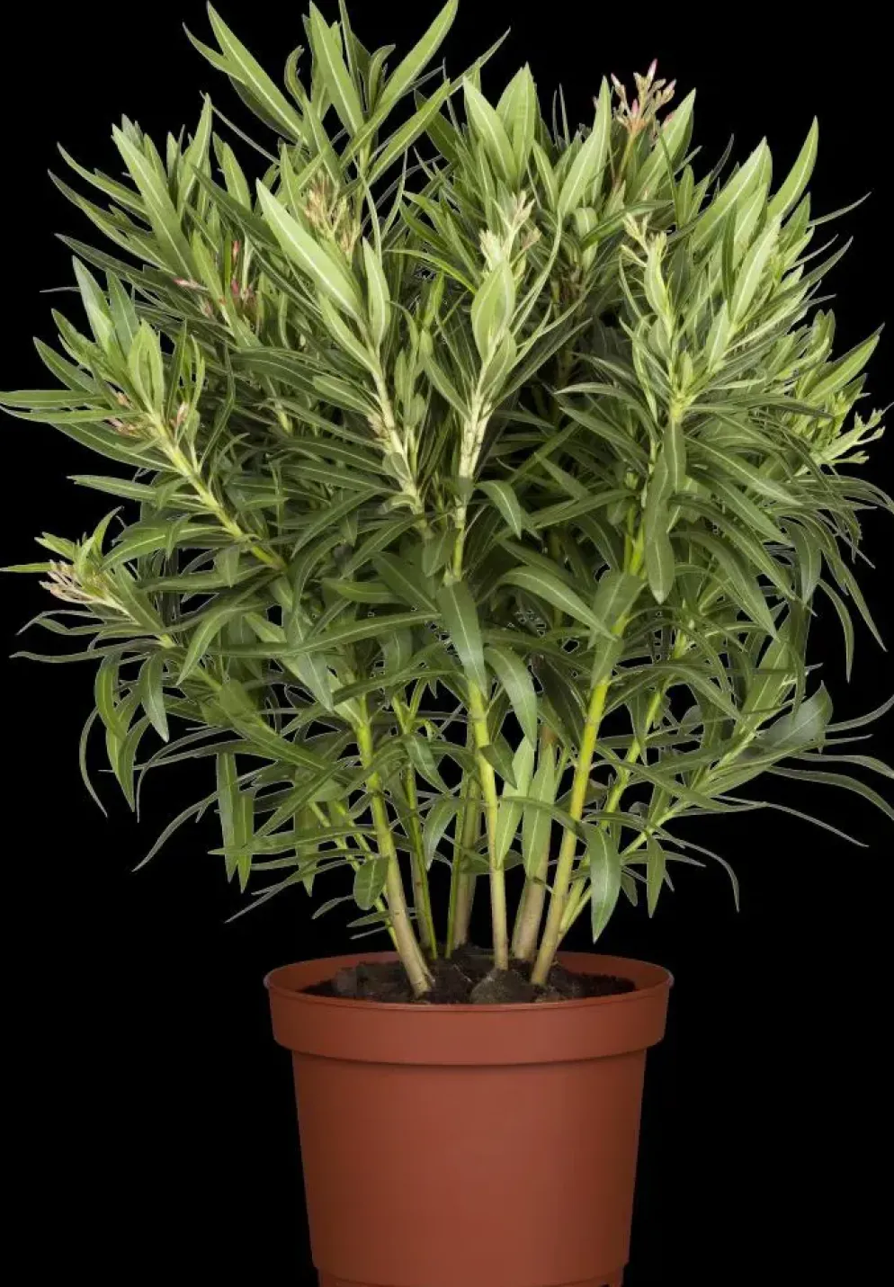 Nerium oleander (Oleander)