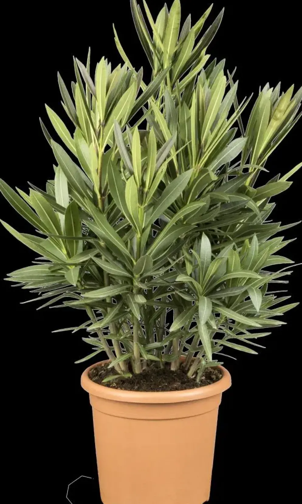 Nerium oleander (Oleander)