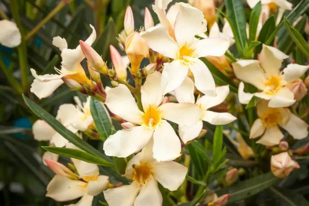 Nerium oleander (Oleander)