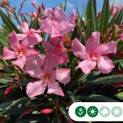 Nerium oleander (Oleander)