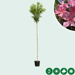 Nerium oleander (Oleander)