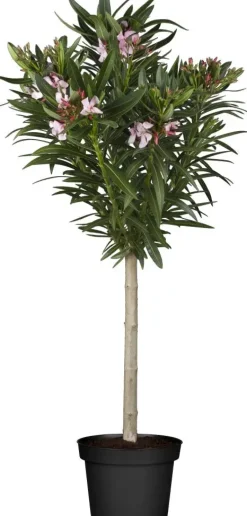 Nerium oleander (Oleander)