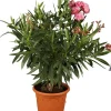 Nerium oleander (Oleander)