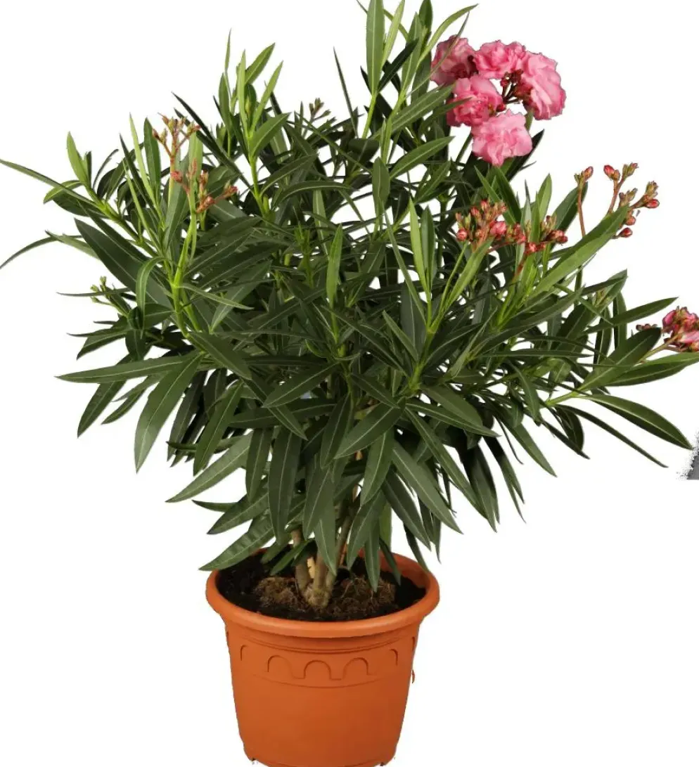 Nerium oleander (Oleander)
