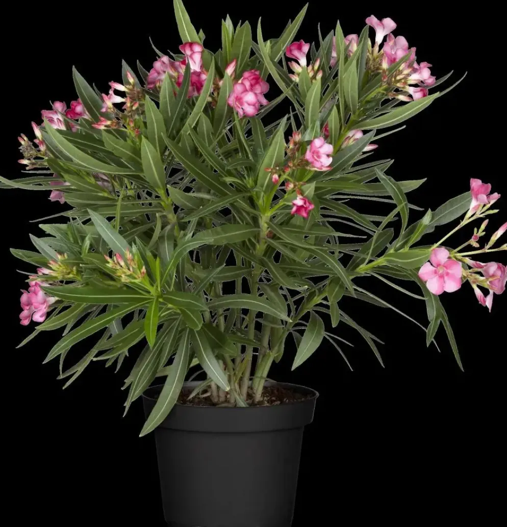 Nerium oleander (Oleander)