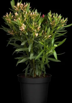 Nerium oleander (Oleander)