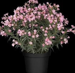 Nerium oleander (Oleander)