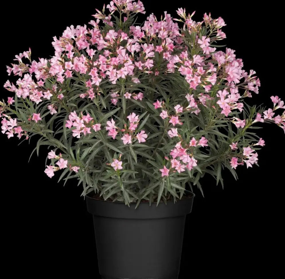 Nerium oleander (Oleander)