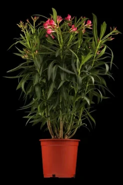 Nerium oleander (Oleander)