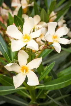 Nerium oleander (Oleander)