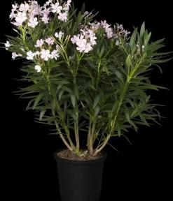 Nerium oleander (Oleander)
