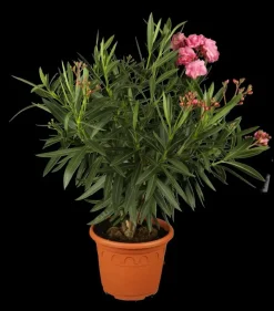 Nerium oleander (Oleander)