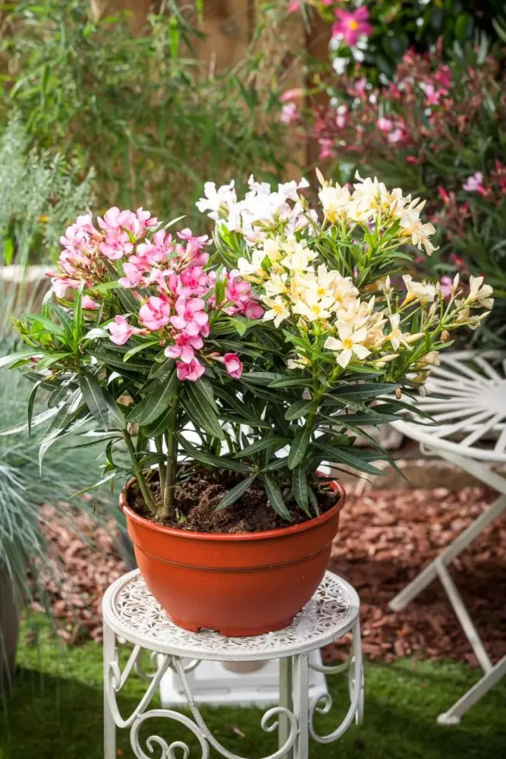 Nerium oleander (Oleander)