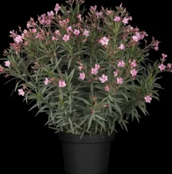 Nerium oleander (Oleander)