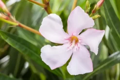 Nerium oleander (Oleander)